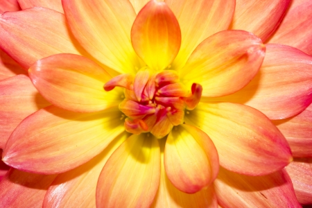 Gender dahliaの写真素材