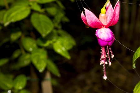  Fuchsia, Ladyの写真素材