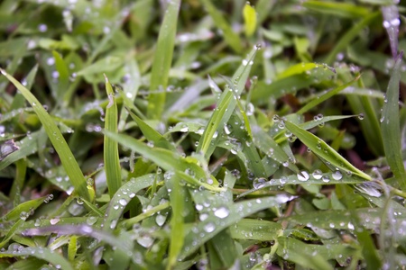 Water drops on green leaf の写真素材