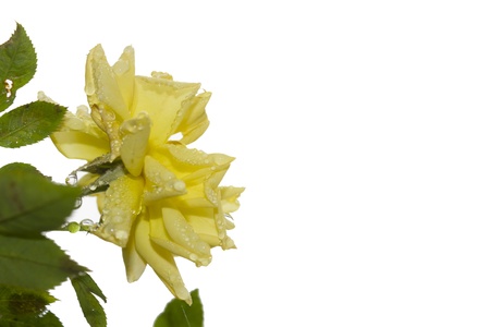 Yellow Rosesの写真素材