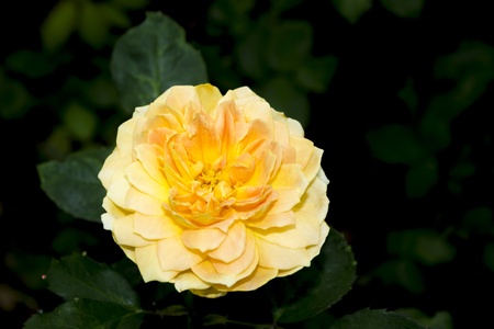Yellow Rosesの写真素材