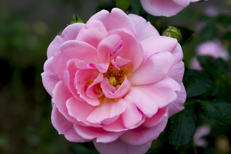 Pink Rosesの写真素材