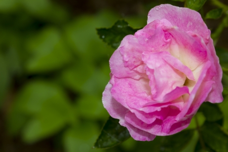 Pink Rosesの写真素材