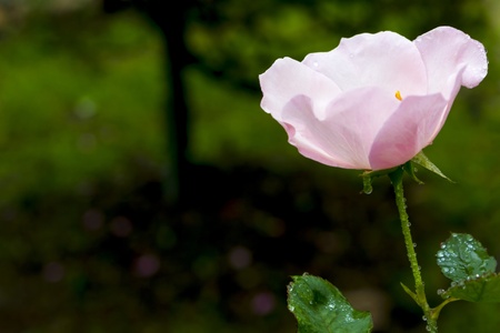 Pink Roses, Polyantha の写真素材