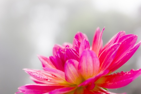 Pink macro dahlia with white lines in summerの写真素材