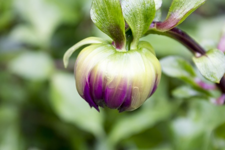 The bud of purple dahlia flower about to bloom 