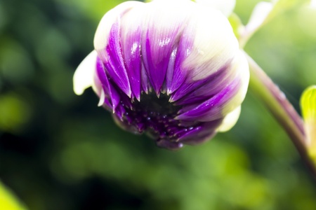 The bud of purple dahlia flower about to bloom の写真素材