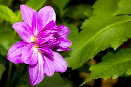 Closeup of fresh purple dahliaの写真素材