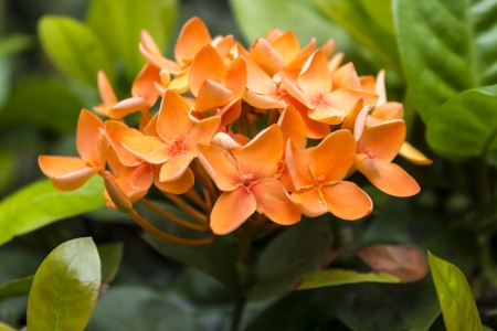 Ixora coccineaの写真素材