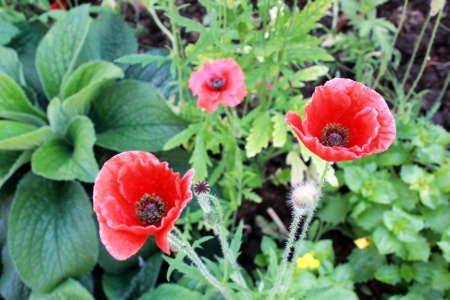 Red opium poppy flower  Papaver somniferum の写真素材