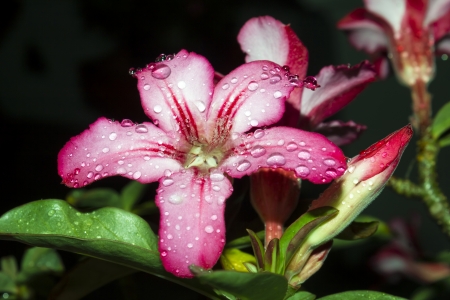 Desert Rose-Impala Lily- Mock Azalea Beautiful Red flowersの写真素材