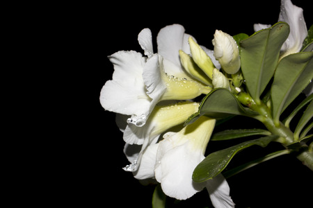 Desert Rose-Impala Lily- Mock Azalea Beautiful White flowersの写真素材