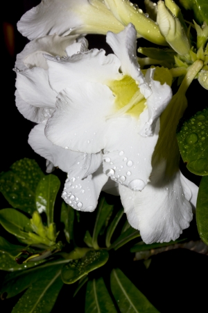 Desert Rose-Impala Lily- Mock Azalea Beautiful White flowersの写真素材