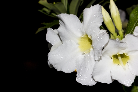 Desert Rose-Impala Lily- Mock Azalea Beautiful White flowersの写真素材
