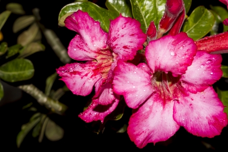 Desert Rose-Impala Lily- Mock Azalea Beautiful Red flowersの写真素材