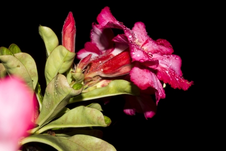Desert Rose-Impala Lily- Mock Azalea Beautiful Red flowersの写真素材
