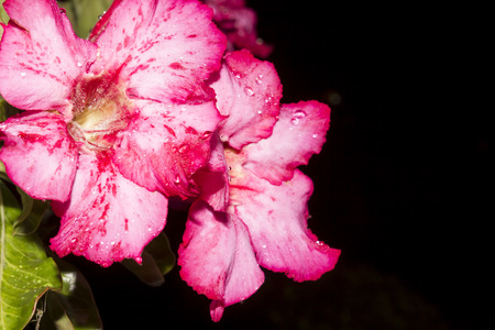 Desert Rose-Impala Lily- Mock Azalea Beautiful Red flowersの写真素材