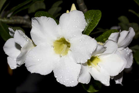 Desert Rose-Impala Lily- Mock Azalea Beautiful White flowersの写真素材