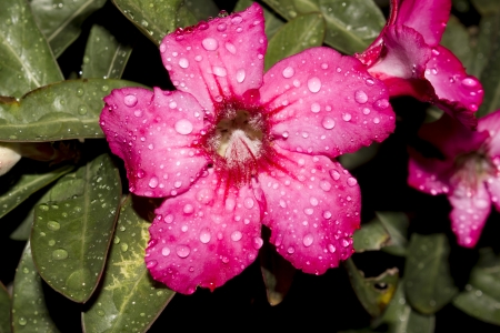 Desert Rose-Impala Lily- Mock Azalea Beautiful Red flowersの写真素材