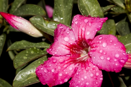 Desert Rose-Impala Lily- Mock Azalea Beautiful Red flowersの写真素材