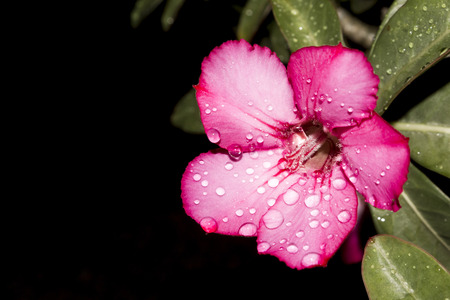 Desert Rose-Impala Lily- Mock Azalea Beautiful Red flowersの写真素材