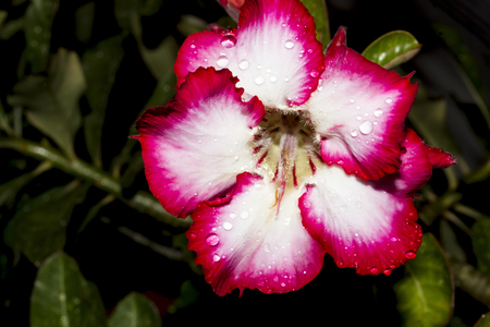 Desert Rose-Impala Lily- Mock Azalea Beautiful Red flowersの写真素材