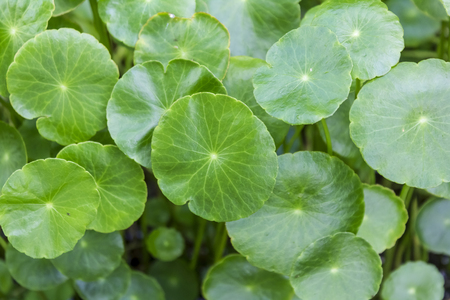 Centella asiatica Linn Urban , We can eat this vegetable の写真素材