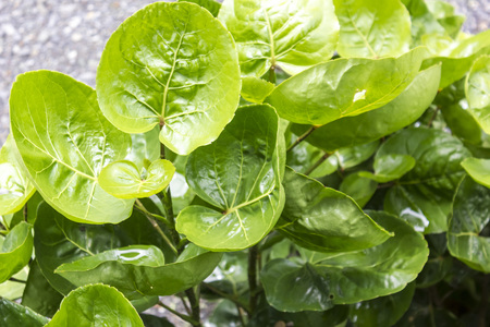 Green Hibiscus leaves の写真素材