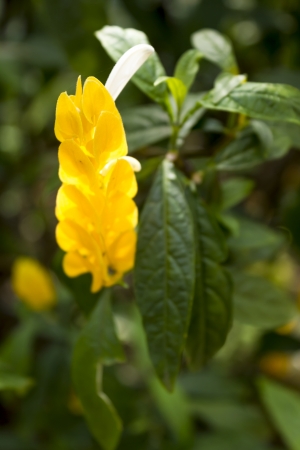 Pachystachys lutea Neesの写真素材
