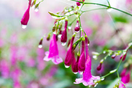 Small purple flowerの写真素材