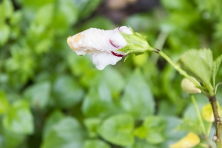 A flower of hibiscus in the process of full blooming の写真素材