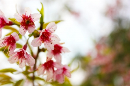 Wild Himalayan Cherry, Thai Sakuraの写真素材