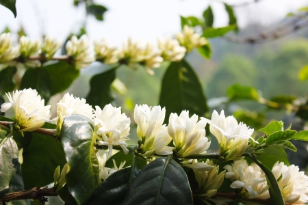 Coffee flowersの写真素材