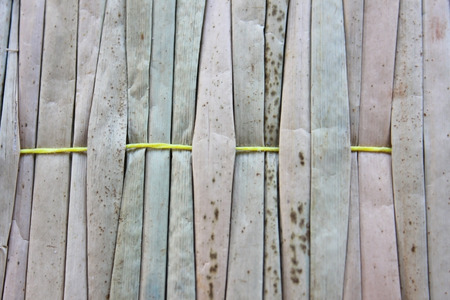 Foliage of greenの写真素材