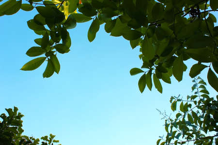 Green leavesの写真素材