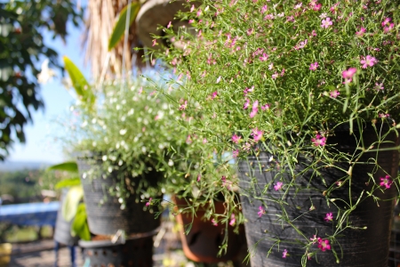 Close-up of growing Gypsophila paniculata in pinkの写真素材