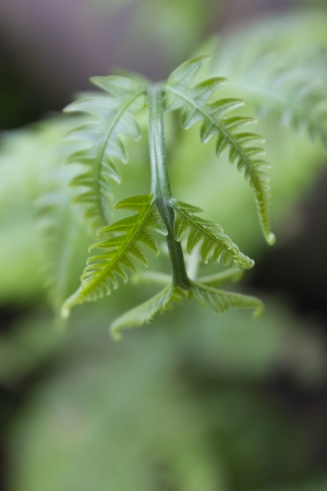 Fresh green leaves in the garden の写真素材