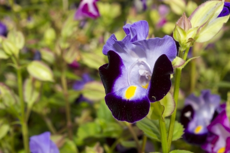 Torenia fournieri  Wishbone flower, Torenia  is a perennial plant in the Linderniaceae, with blue, white, or pink flowers that have yellow markings  It is typically grown as a landscape annual, reaching 12-15 in  tall  It has simple opposite or suboppositの写真素材