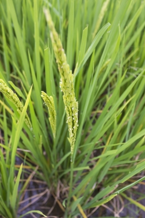 Rice in green paddy about ready to be harvested の写真素材