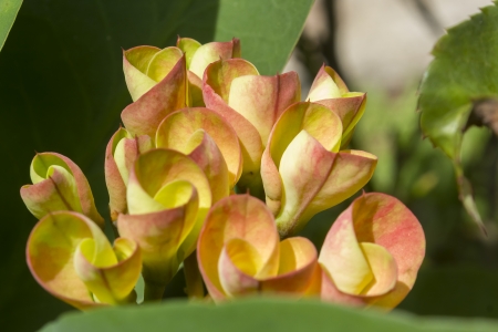 A Crown of Thorns plant in bloom, growing in one of Union County Collegeの写真素材