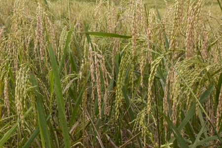 Rice in green paddy about ready to be harvested の写真素材
