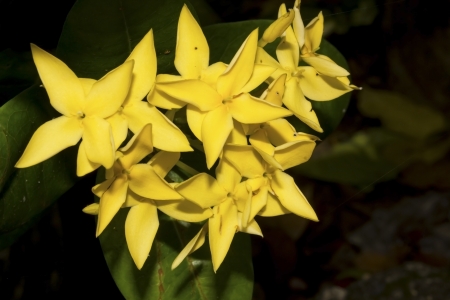 I  coccinea is a dense, multi-branched evergreen shrub, commonly 46 ft  1 22 m  in height, but capable of reaching up to 12 ft  3 6 m  high  It has a rounded form, with a spread that may exceed its height  The glossy, leathery, oblong leaves are about 4の写真素材