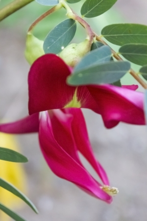 It is a fast-growing tree, leaves are regular and rounded and the flowers white and red in color according to its species  The fruits look like flat, long and thin green beans  The tree thrives under full exposure to sunshine and is extremely frost sensitの写真素材