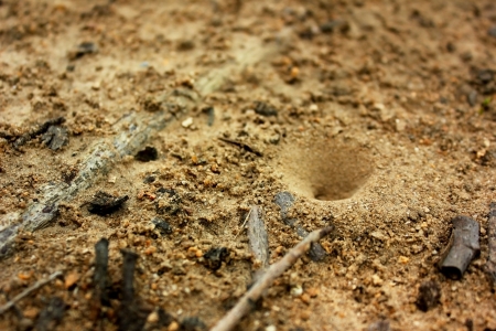 The cone over the dwelling of excavation black ants in a sandy soilの写真素材