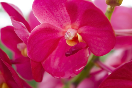 Vanda  flowerの写真素材