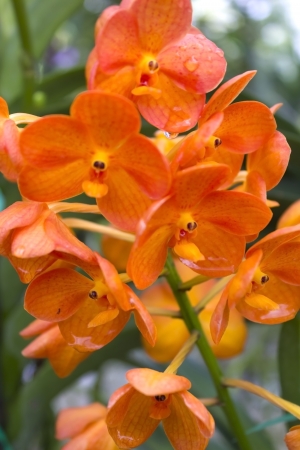Vanda flowerの写真素材