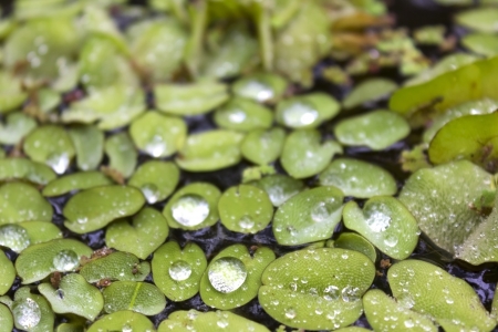 Salvinia natans, or Water Butterfly Wings, covered in water droplets reflecting the sunlight while floating in a pondの写真素材