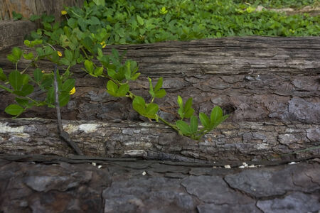 Wood is a hard, fibrous structural tissue found in the stems and roots of trees and other woody plants の写真素材