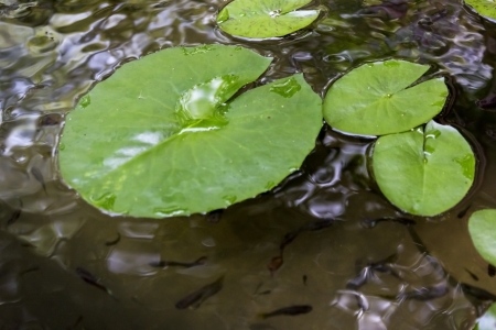 The details of lotus leafs over waterの写真素材