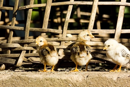Group of new born chicksの写真素材